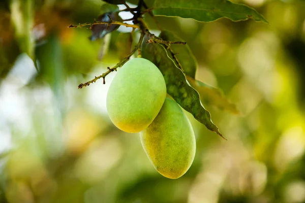 Ağaçtaki mango. — Stok fotoğraf
