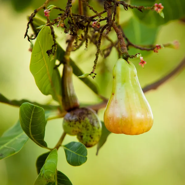 Cashew — Stock Photo, Image