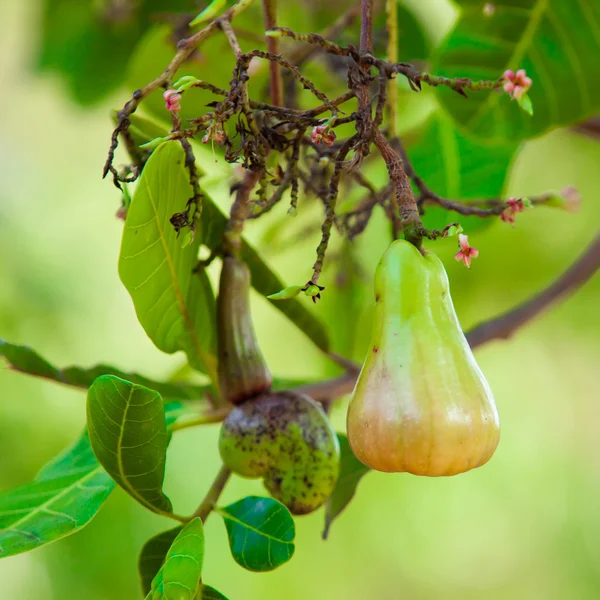 Cashew — Stock Photo, Image