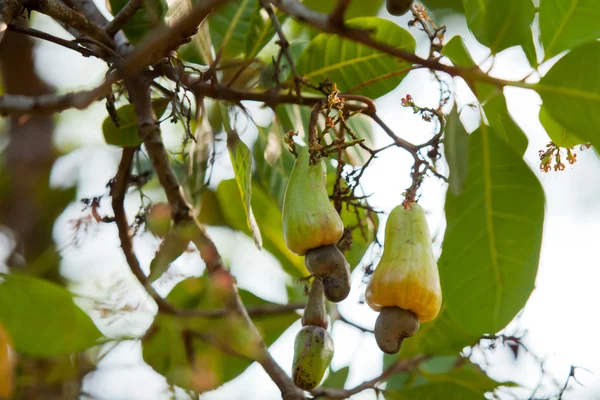 Cashew — Stockfoto