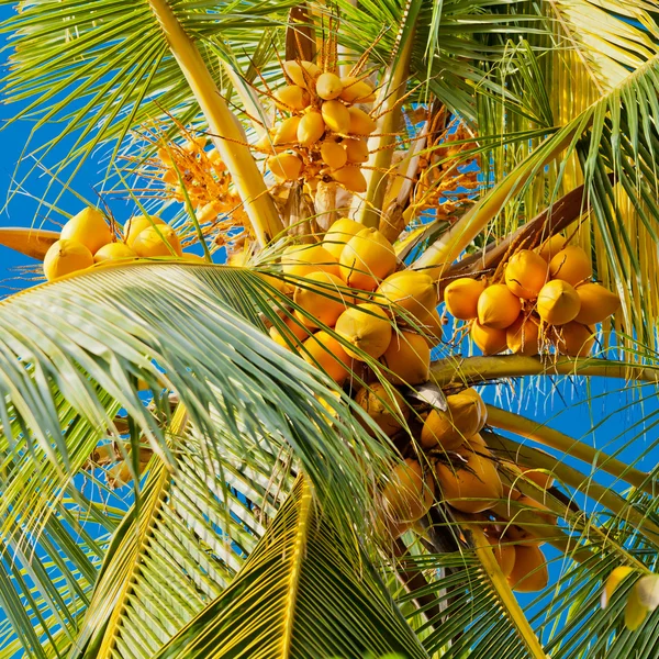 Kokosnüsse auf der Palme — Stockfoto