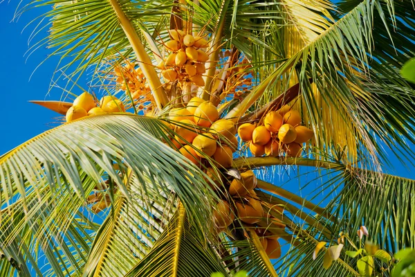 Kokosnoten op de palmboom — Stockfoto