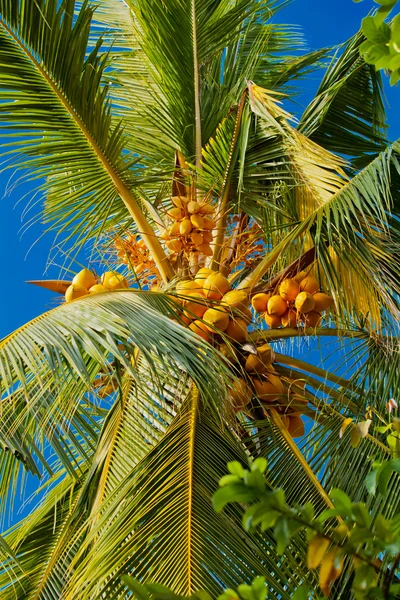 Kokosnüsse auf der Palme — Stockfoto