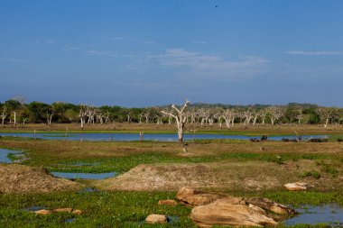 sri Lanka yala Milli Parkı