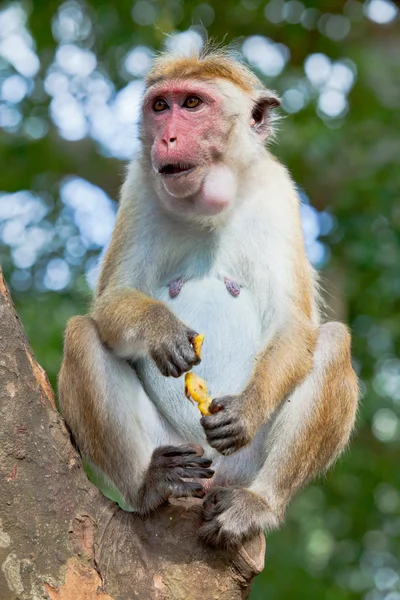 Monkey eating pineapple — Stock Photo, Image