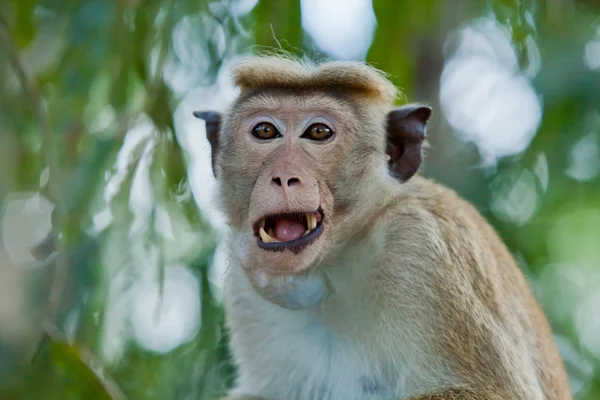 Scimmia primo piano — Foto Stock