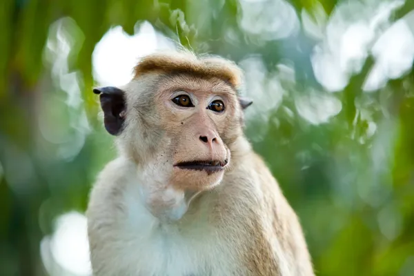 Close-up de macaco — Fotografia de Stock