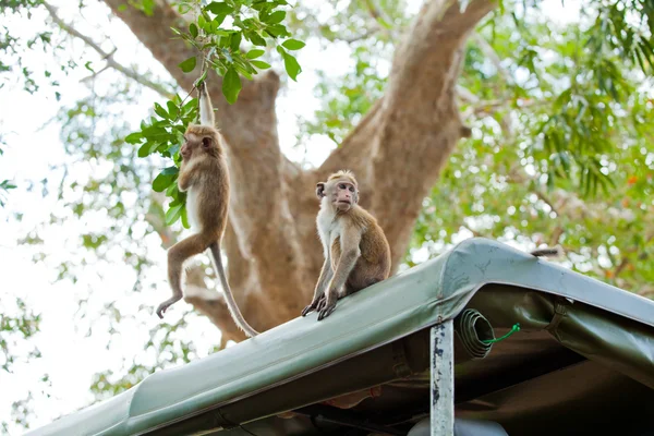 Macacos à procura de comida — Fotografia de Stock