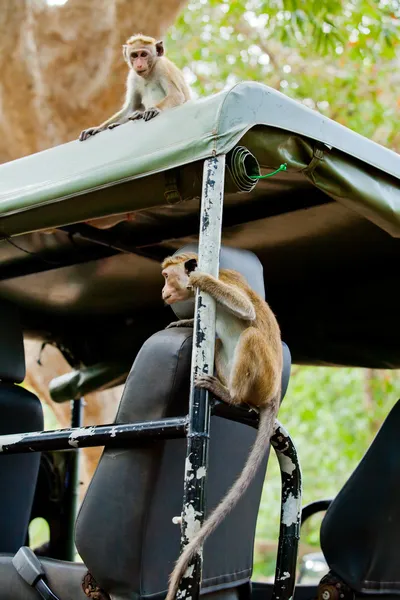 Macacos à procura de comida — Fotografia de Stock