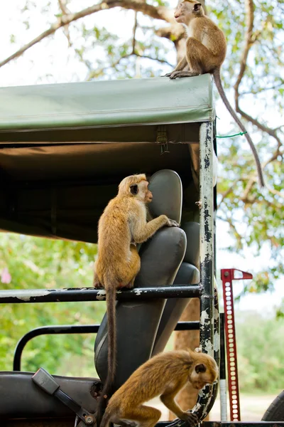 Macacos à procura de comida — Fotografia de Stock