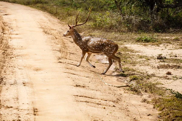 Bellissimo maschio cervo macchiato in piedi sulla strada — Foto Stock