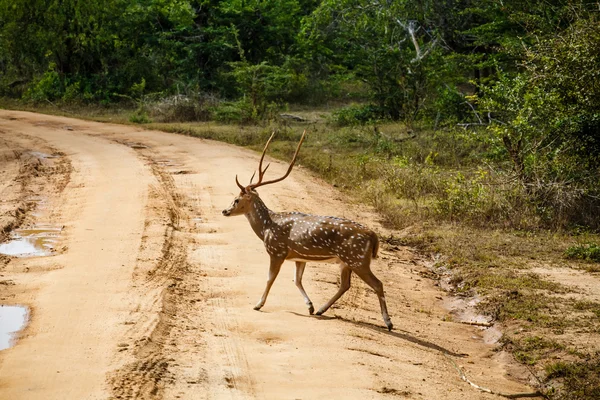 Hermoso ciervo macho manchado de pie en el camino — Foto de Stock