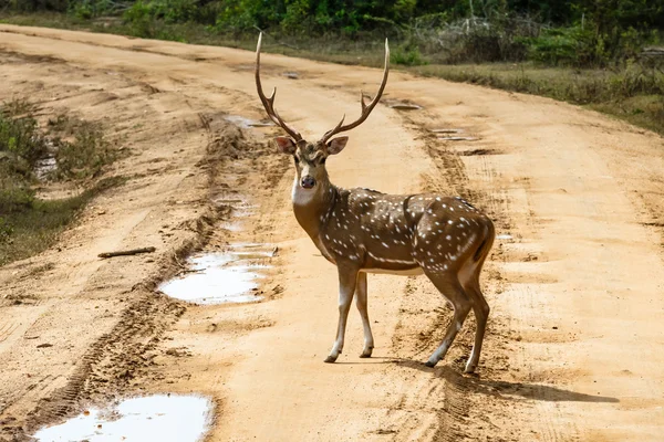 Beautiful male spotted deer standing on the road — Stock Photo, Image