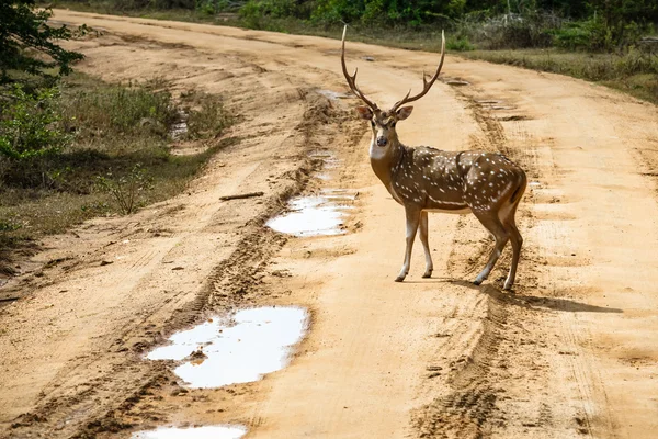 Bellissimo maschio cervo macchiato in piedi sulla strada — Foto Stock