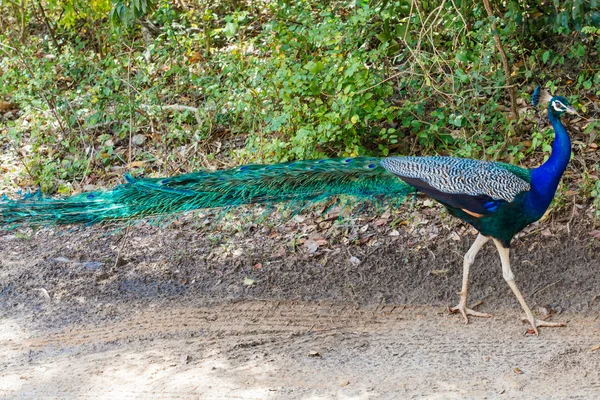 Pavão na natureza selvagem — Fotografia de Stock