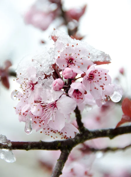 Rich cherry blossom under snow - 2 — Stock Photo, Image