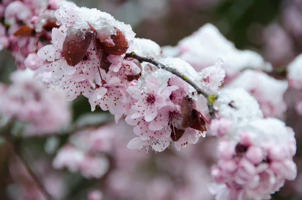 Rich cherry blossom under snow — ストック写真