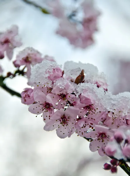 Rich sakura blossom under snow - 2 — Stock Photo, Image