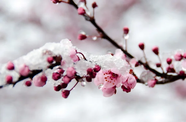 Blooming sakura branch under snow - 3 — Stock Photo, Image