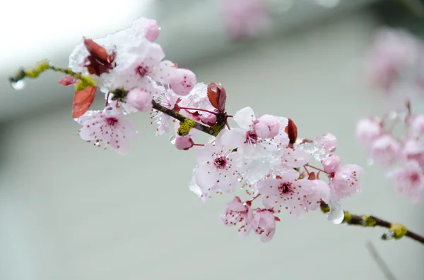 Blooming sakura branch under snow — Stock Photo, Image