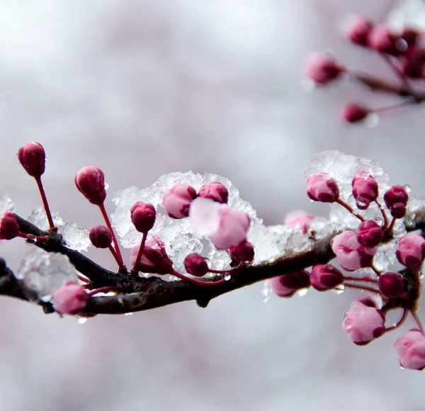 Blooming sakura branch under snow - 4 — ストック写真