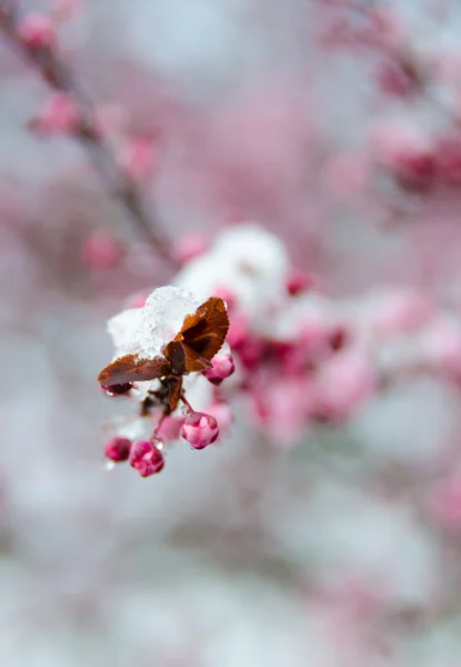 Sakura branch with flowers alone under snow