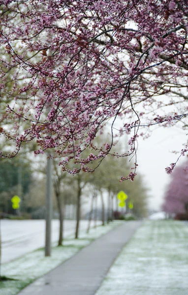 Boulevard con sakuras florecientes bajo la nieve —  Fotos de Stock