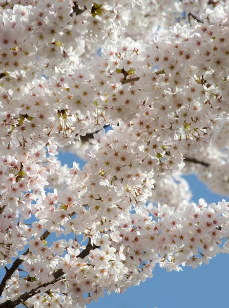 Pilha de sakura flores no céu — Fotografia de Stock