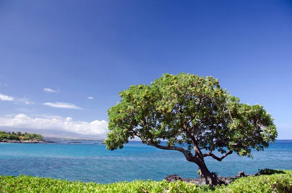 Heliotropo cerca de la playa de Kaunaoa — Foto de Stock