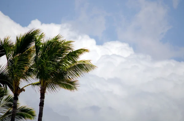 Queen palms framför ett stort vitt moln nära Anaeho'omalu ba — Stockfoto