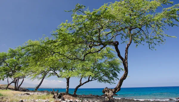 Fila de árvores em King Trail perto da praia de Kaunaoa — Fotografia de Stock