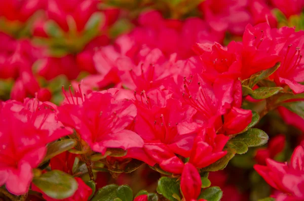 Nueva temporada de azalea carmesí — Foto de Stock