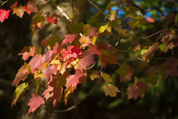 Goldenes Und Rotes Laub Der Ahornbäume Während Der Herbstsaison Redmond — Stockfoto