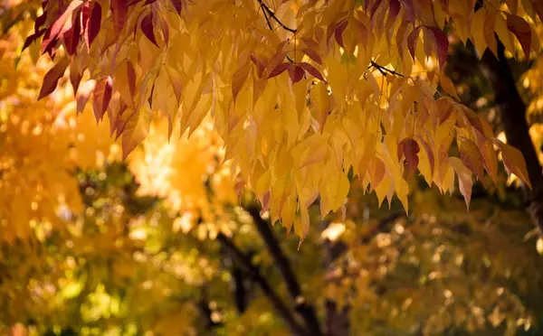 Złote Liście Wiśni Sezonie Jesiennym Redmond — Zdjęcie stockowe