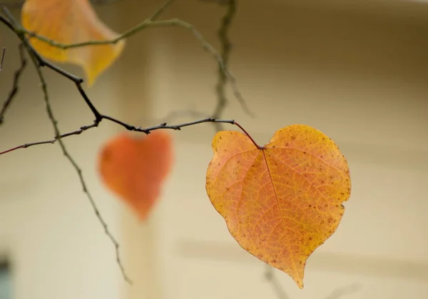 Wenige Verbleibende Goldene Blätter Einem Zweig Der Linde Herbst Redmond — Stockfoto