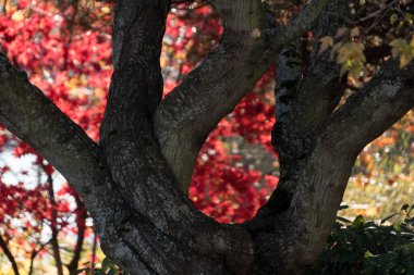 Cadılar Bayramı 'nda kırmızı akçaağaçlar Bulvar Parkı yakınlarındaki Fairhaven bölgesinde.