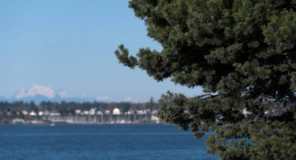 Spruce Branches Boulevard Park Fairhaven Canadian Border Peaks Background — Stock Photo, Image