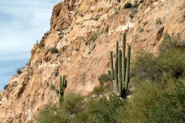 Saguaro Gölü 'nün yamaçlarında Saguaro kaktüsü, Arizona
