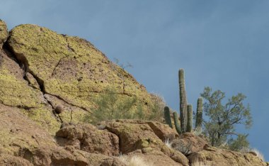 Saguaro Gölü 'nün yamaçlarında Saguaro kaktüsü, Arizona