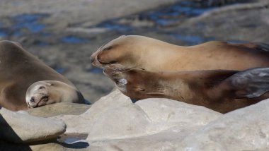 La Jolla Cove San Diego yakınlarındaki kayalıklarda uyurken ve dinlenirken Kaliforniya deniz aslanları birbirlerine dokunuyor.
