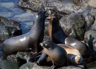 La Jolla Cove, San Diego yakınlarındaki kayalıklarda savaşan iki deniz aslanı.