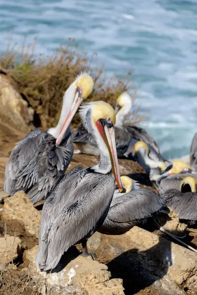 Couple Brown Pelicans Sitting Cliffs Jolla Cove San Diego — Fotografia de Stock