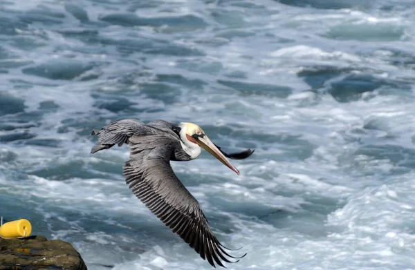 Pelicans Flying Surf Cliffs Jolla Cove San Diego — стокове фото