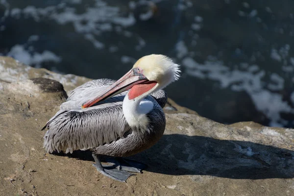 Looking Back Pelicans Resting Cliffs Jolla Cove San Diego — Stock Photo, Image