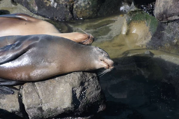 Couple Californian Sea Lions Touching Each Other While Sleeping Resting — стокове фото