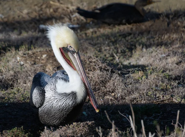 Pelican Resting Cliffs Jolla Cove San Diego — стокове фото