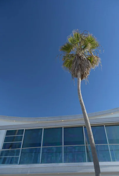 Palmera Alta Sobre Edificio Alquiler Vacacional Mission Boardwalk San Diego —  Fotos de Stock