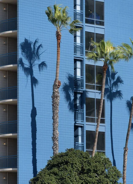 Lange Palmbomen Hun Schaduwen Een Blauwe Muur Van Een Gebouw — Stockfoto