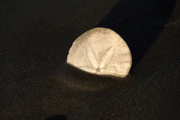 Пісок Долар Тіні Заходу Сонця Під Час Припливу Westport Light — стокове фото
