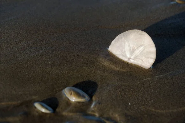 Sand dollar in sunset shadows during low tide at Westport Light State Park